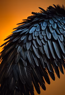 Wings of Night Wings of Night