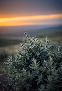 Sunset Bloom Sunset Bloom