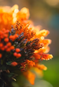 Autumnal Bloom Autumnal Bloom