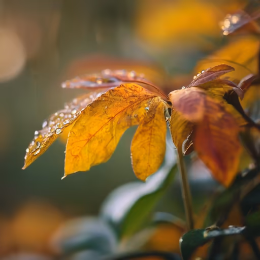 Autumn Dew