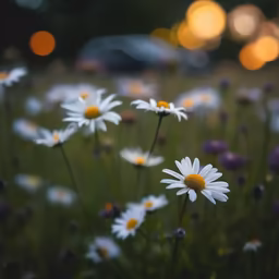Daisy Dreams Daisy Dreams