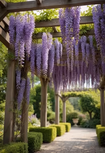 Wisteria Dreams Wisteria Dreams