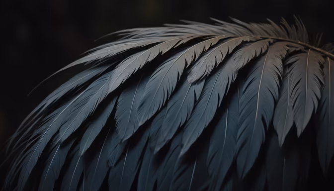 Dark Feathers