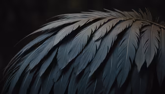 Dark Feathers