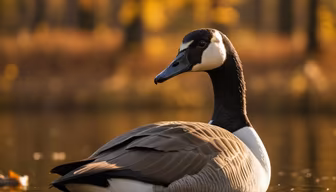 Autumn Goose Autumn Goose