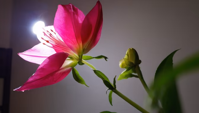 Pink Lily