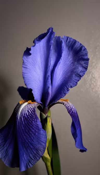 Iris in Bloom