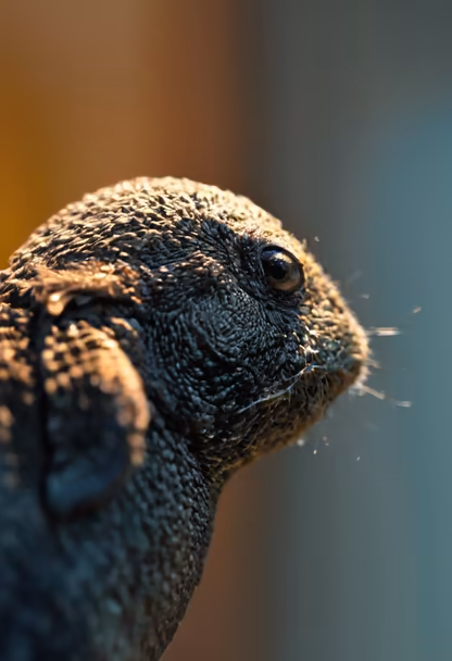 Lizard Portrait