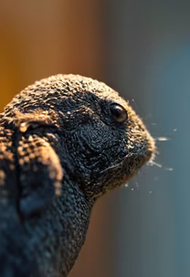 Lizard Portrait
