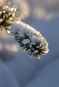 Winter's Touch Winter's Touch