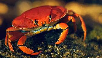 Crimson Crab