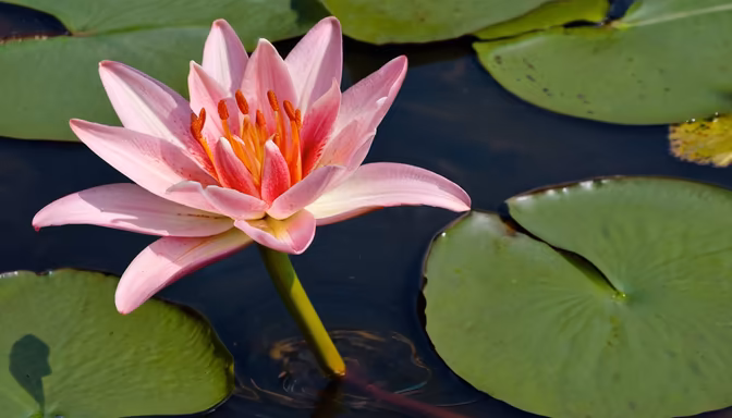 Water Lily