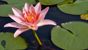 Water Lily