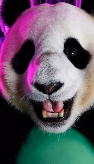 Panda Grin Panda Grin