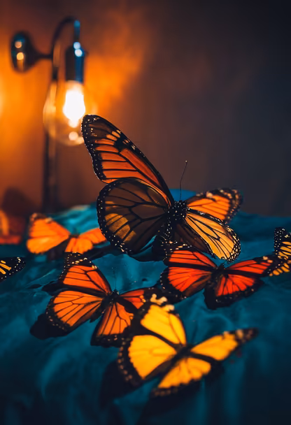 Butterfly Dreams