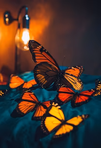 Butterfly Dreams