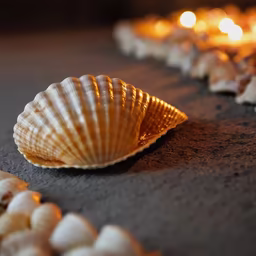 Seashell Serenity Seashell Serenity