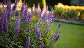 Purple Haze