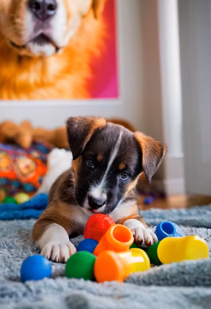 Playtime Pup Playtime Pup