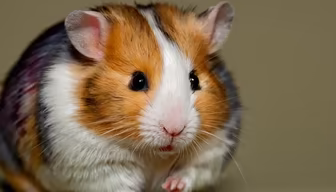 Meet Hammy Meet Hammy