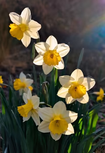 Spring Awakening
