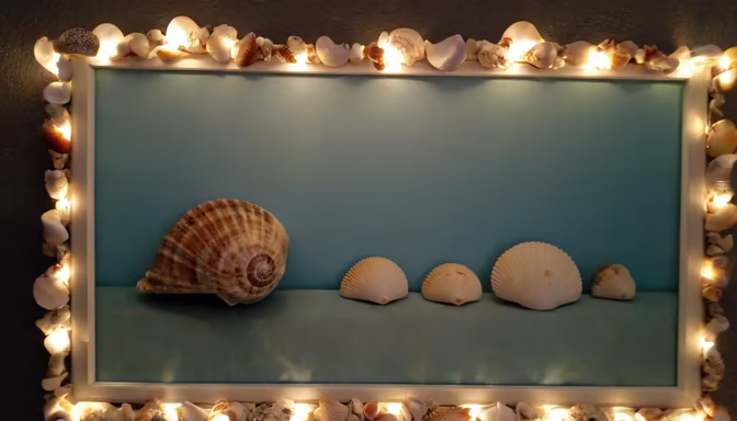 Seashell Display