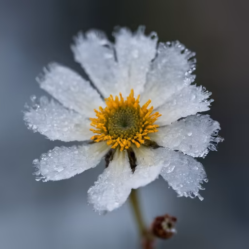 Winter Bloom