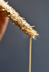 Harvest Time