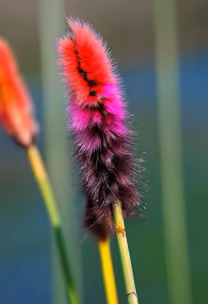 Exotic Bloom