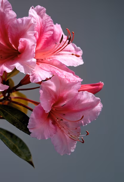Pink Rhododendron Bloom