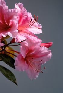 Pink Rhododendron Bloom