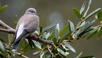 Dove in the Olive Tree Dove in the Olive Tree
