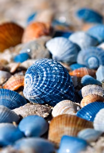 Ocean's Treasures