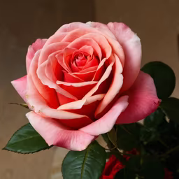 Rose in Bloom Rose in Bloom