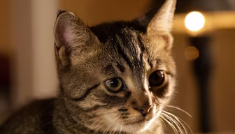 Curious Kitten Curious Kitten