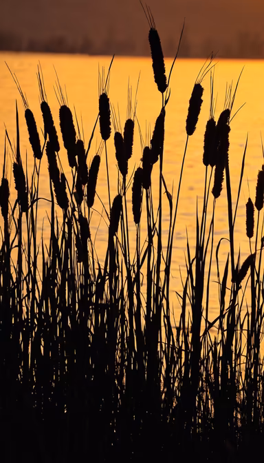 Golden Marsh Golden Marsh
