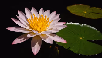 Water Lily Bloom Water Lily Bloom