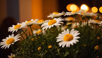 Daisy Delight Daisy Delight