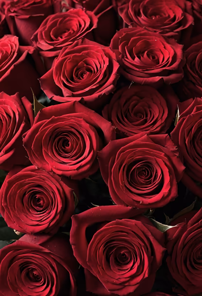 Crimson Roses Crimson Roses