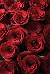Crimson Roses Crimson Roses