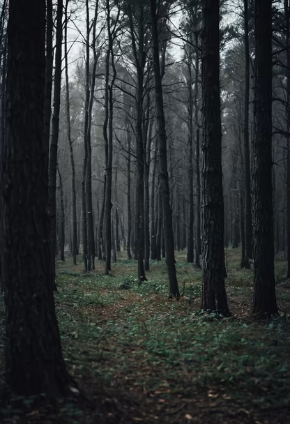Into the Woods Into the Woods