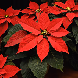 Holiday Cheer Holiday Cheer