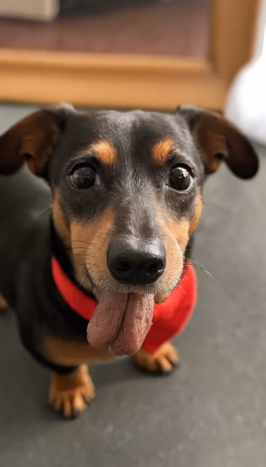 Tongue Out Tuesday