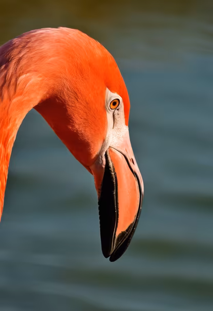 Flamingo Focus