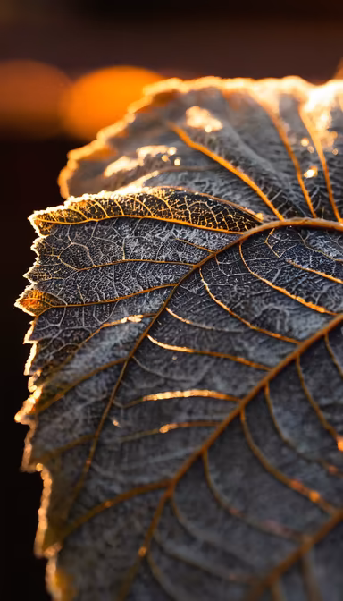 Gilded Leaf Gilded Leaf
