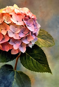 Hydrangea Bloom Hydrangea Bloom