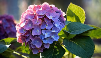 Hydrangea Bloom Hydrangea Bloom