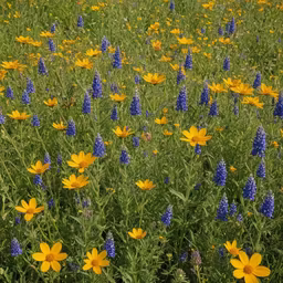 Wildflower Meadow Wildflower Meadow