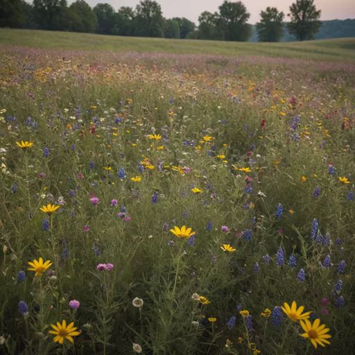 Wildflower Meadow