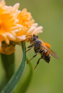Busy Bee Busy Bee